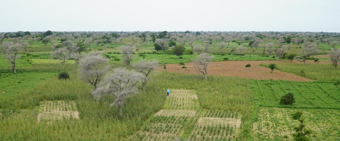 Agroforesterie au Sahel en saison humide © C. Dangléant, Cirad